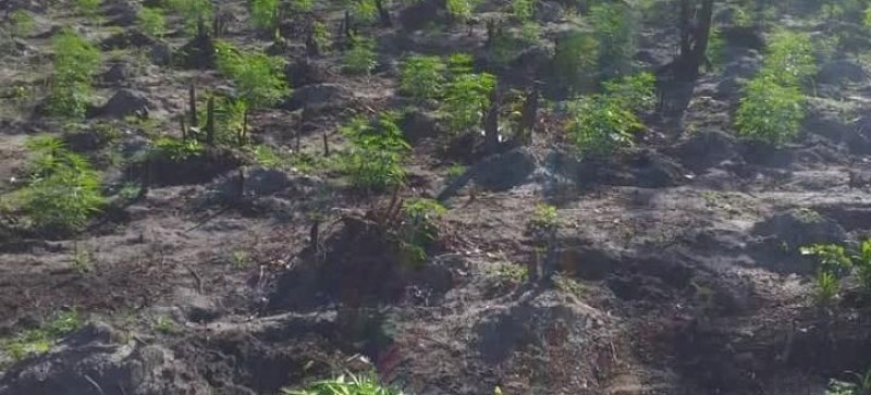 Policia destrói roças com mais de mil pés de maconha em Turiaçu