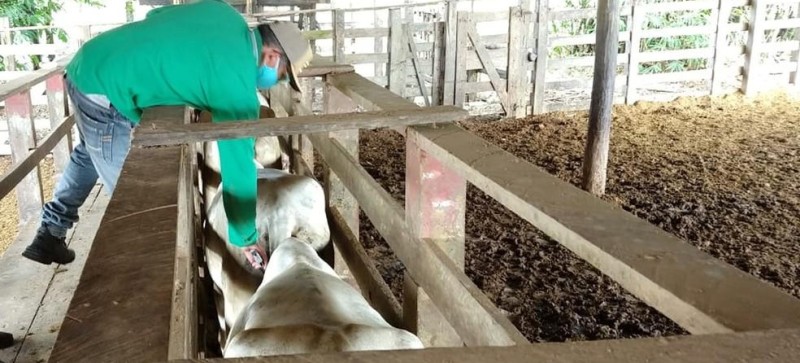 Maranhão deve vacinar oito milhões de bovinos durante campanha contra aftosa