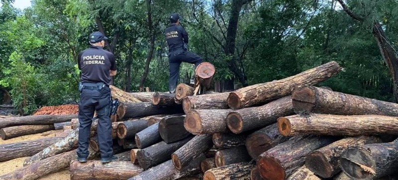 PF realiza operação contra comércio ilegal de madeira extraída de Terras Indígenas no Maranhão