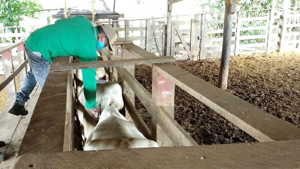 Maranhão deve vacinar oito milhões de bovinos durante campanha contra aftosa