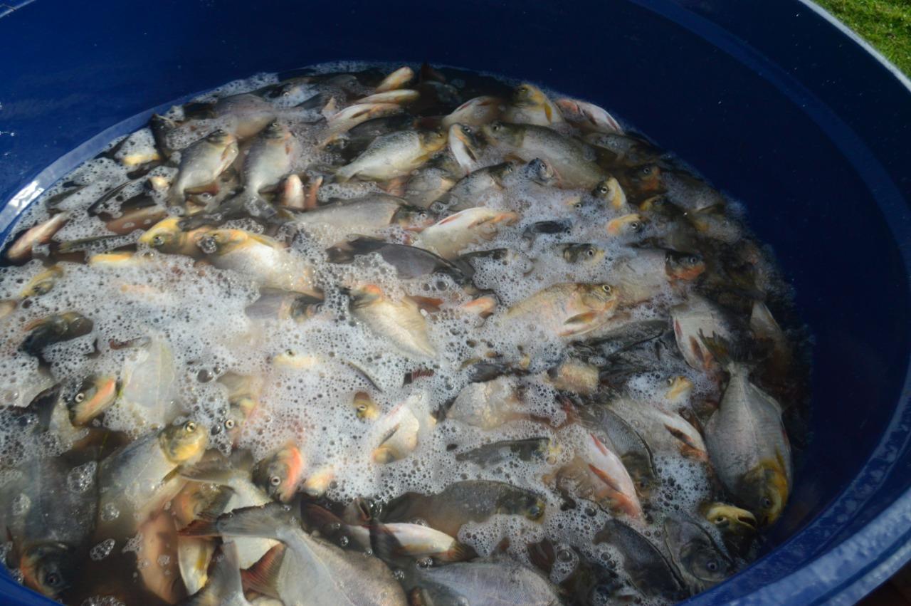 Prefeitura de Presidente Médici distribui peixe para centenas de famílias